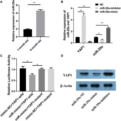 Long Noncoding RNA (lncRNA) CTTN-IT1 Elevates Skeletal Muscle Satellite Cell Proliferation and Differentiation by Acting as ceRNA for YAP1 Through Absorbing miR-29a in Hu Sheep